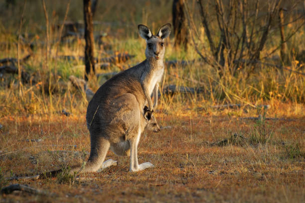 istock Macropus giganteus - Eastern Grey Kangaroo marsupial found in eastern third of Australia, also known as the great grey kangaroo and the forester kangaroo. Mother with the baby in her pouch. 1209536687