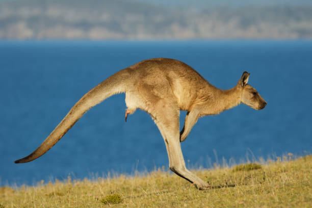 istock Macropus giganteus - Eastern Grey Kangaroo marsupial found in eastern third of Australia, also known as the great grey kangaroo and the forester kangaroo. Jumping in the coastal bush with visible penis. 1209536692
