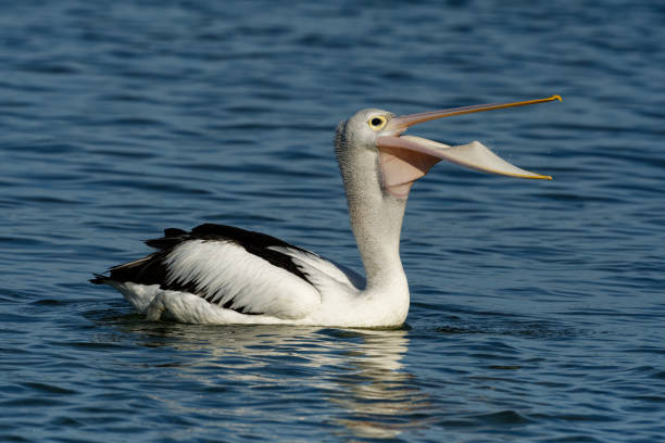 australijski pelikan (pelecanus conspicillatus) z ofiarą ryb, rozpowszechniony na śródlądowych i przybrzeżnych wodach australii i nowej gwinei na fidżi. - giant perch zdjęcia i obrazy z banku zdjęć