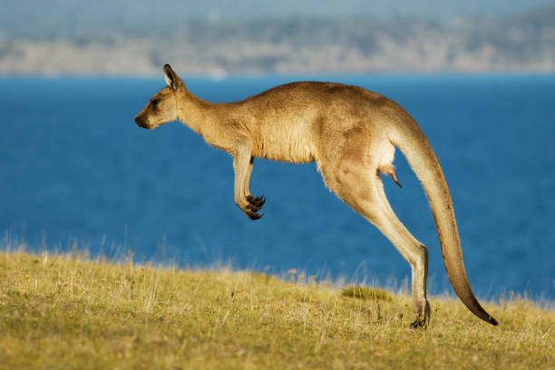 istock Macropus giganteus - Eastern Grey Kangaroo marsupial found in eastern third of Australia, also known as the great grey kangaroo and the forester kangaroo. Jumping in the coastal bush with visible penis. 1209537317