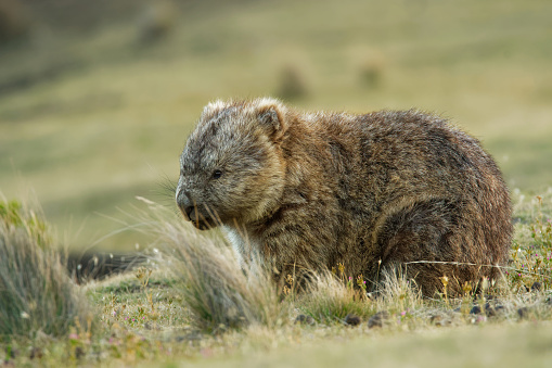 Vombatus ursinus - Common Wombat in the Tasmanian scenery, eating grass in the evening on the island near Tasmania, Australia.