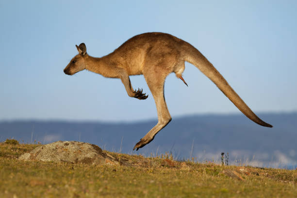 istock Macropus giganteus - Eastern Grey Kangaroo marsupial found in eastern third of Australia, also known as the great grey kangaroo and the forester kangaroo. Jumping in the coastal bush with visible penis. 1209537370
