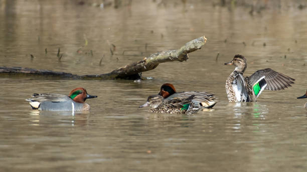 istock Green Winged Teal Duck in Huntley Meadows park in Virginia 1209537793