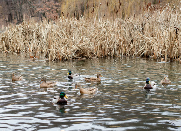 istock ducks floating in a pond on a cloudy day 1209539074