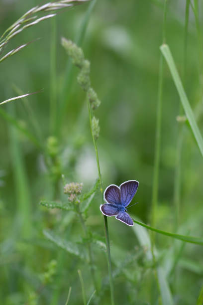 istock common blue butterfly on a grass leaf in mountain meadow during summerin the alps 1209542484