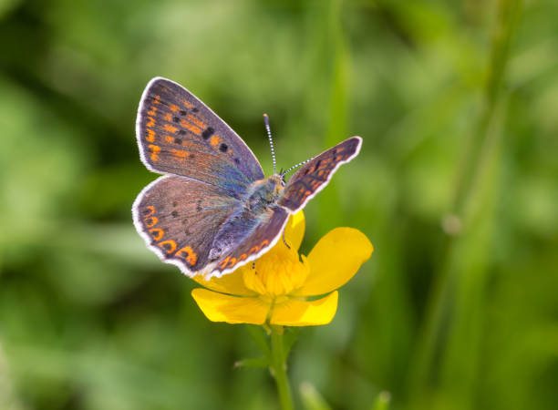 macro of a female sooty copper (lycaena tityrus) butterfly on a ranunculus acris blossom with blurred bokeh background; pesticide free environmental protection biodiversity concept; - small copper butterfly imagens e fotografias de stock