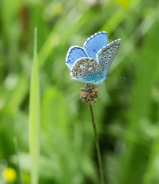 common blue butterfly on a mountain meadow at summer in the alps; environmental protection in biotope