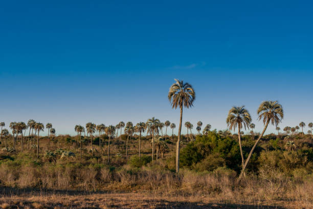 Beautiful landscape of El Palmar National Park in Argentina with yatay palm trees Beautiful landscape of El Palmar National Park in Argentina with yatay palm trees syagrus stock pictures, royalty-free photos & images