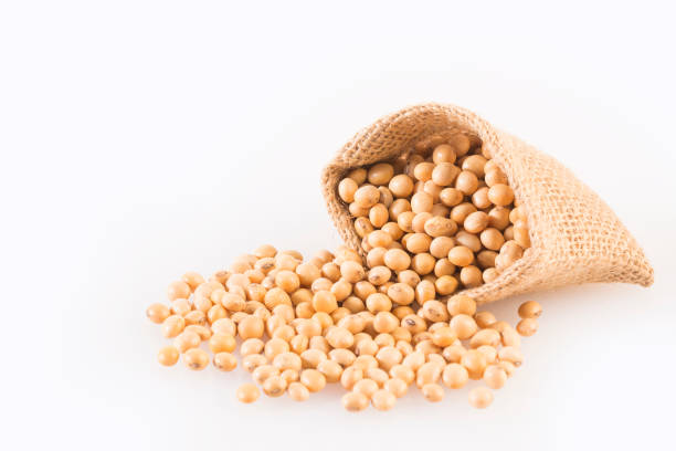 istock Dry soybeans - Glycine max. White background 1209544135