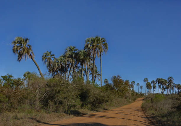 Landscape of El Palmar National Park in Argentina with road and native palm trees Landscape of El Palmar National Park in Argentina with road and native palm trees syagrus stock pictures, royalty-free photos & images