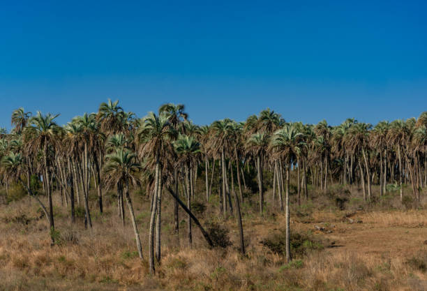 Landscape of El Palmar National Park in Argentina with native palm trees Landscape of El Palmar National Park in Argentina with native palm trees syagrus stock pictures, royalty-free photos & images