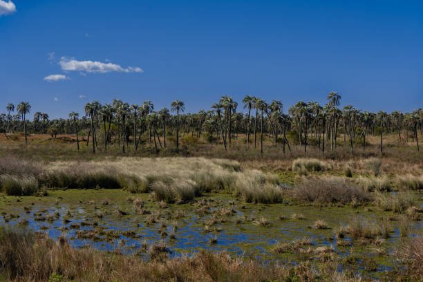 Landscape of El Palmar National Park in Argentina with swamp and palm trees in the background Landscape of El Palmar National Park in Argentina with swamp and palm trees in the background syagrus stock pictures, royalty-free photos & images
