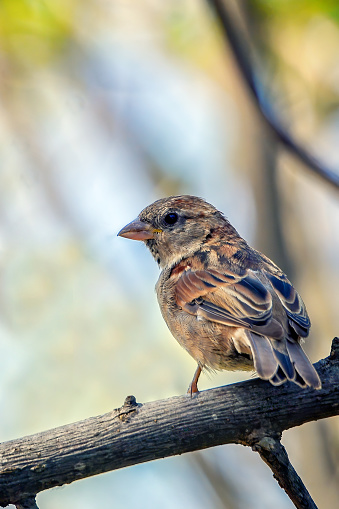 Common House Sparrow (Rafinesque Passeridae) perched on a branch