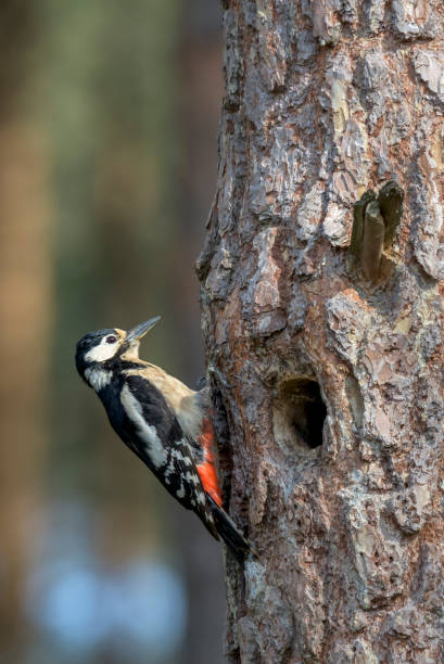 istock The great spotted woodpecker sitting on a pine trunk ( Dendrocopos major ) 1209551813