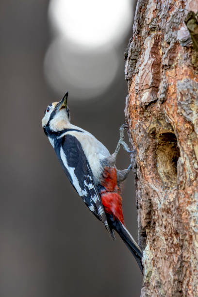 istock The great spotted woodpecker sitting on a pine trunk ( Dendrocopos major ) 1209551831