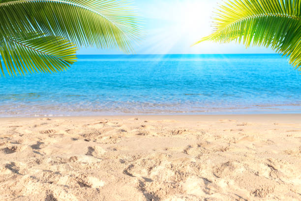 istock Tropical sea beach with sand, ocean, palm leaves and blue sky 1209553861