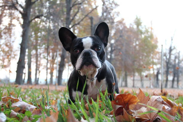 istock french bulldog black and white 1209555730