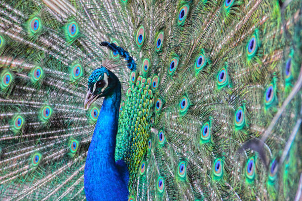 istock beautiful Peacock from the garden 1209555763