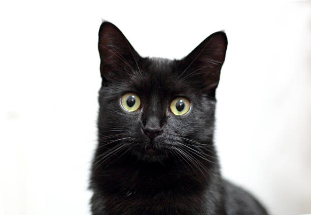 istock Adorable black cat portrait 1209555773