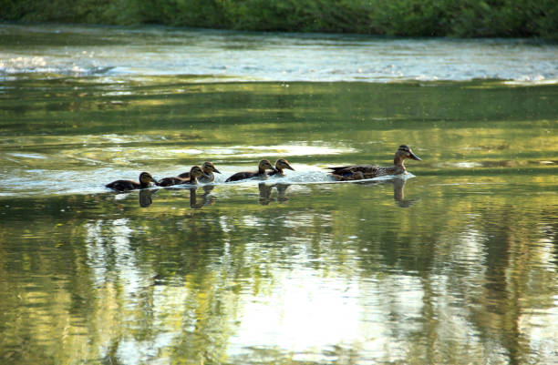 mama ente und entenküken - duckling spring small offspring stock-fotos und bilder