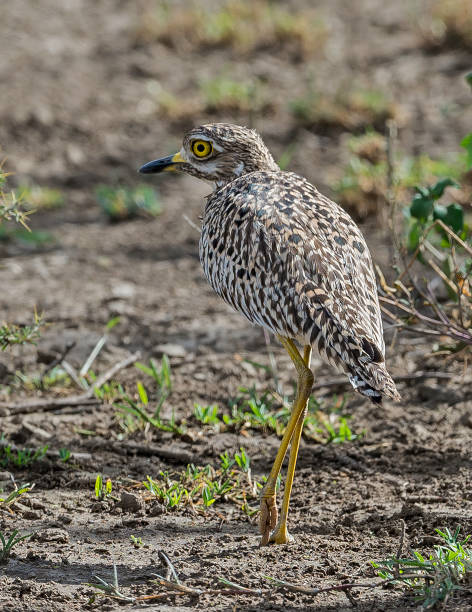istock The spotted thick-knee (Burhinus capensis) also known as the spotted dikkop or Cape thick-knee, is a wader in the family Burhinidae. Ndutu Lake Conservation Area, Tanzania 1209559265