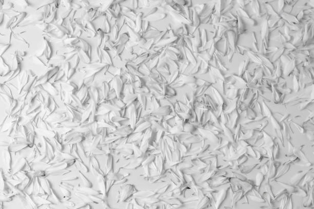 istock floral spring background of petals, decor for design, eco style black and white texture, soft focus 1209559380