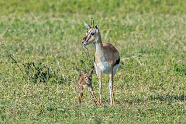 gazela thomsona, eudorcas thomsonii, obszar ochrony ngorongoro, zjednoczona republika tanzanii. matka i płowy. - thomsons gazelle zdjęcia i obrazy z banku zdjęć