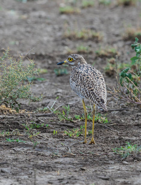 istock The spotted thick-knee (Burhinus capensis) also known as the spotted dikkop or Cape thick-knee, is a wader in the family Burhinidae. Ndutu Lake Conservation Area, Tanzania 1209559532