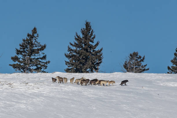 istock Wolf pack in Yellowstone National Park 1209561583