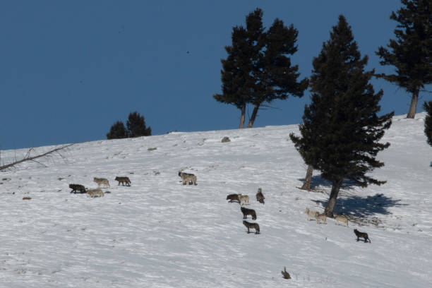 istock Wolf pack in Yellowstone National Park 1209564558