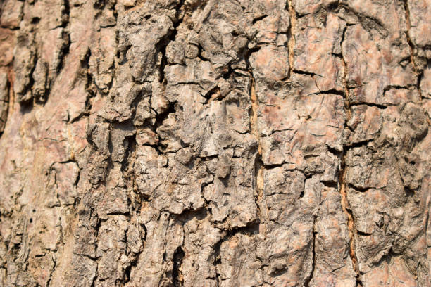 istock Dry Tree Bark Texture Close up Background Stock Photography Image 1209564859