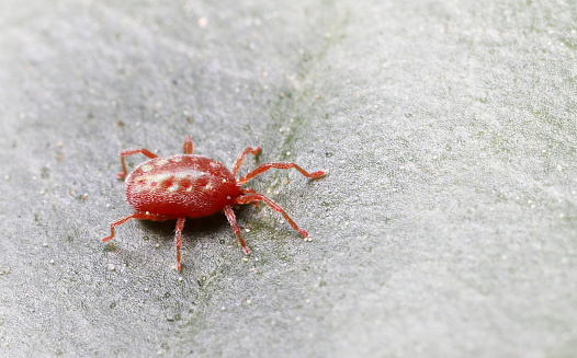 A medium-sized hairy bright red mite with pollen grains stuck to it (those are not its eyes!)