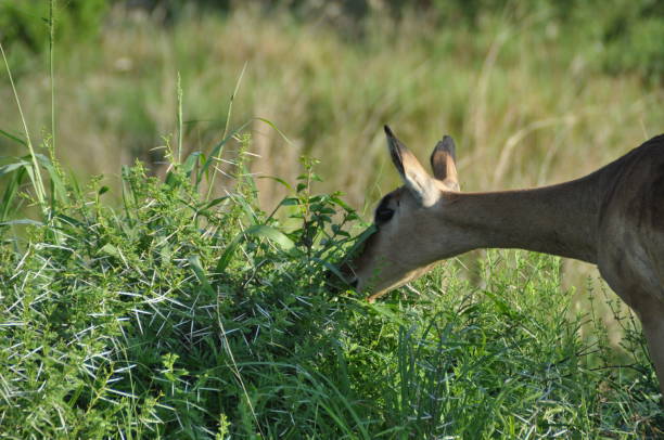 istock Impala near a green thornbush 1209566556