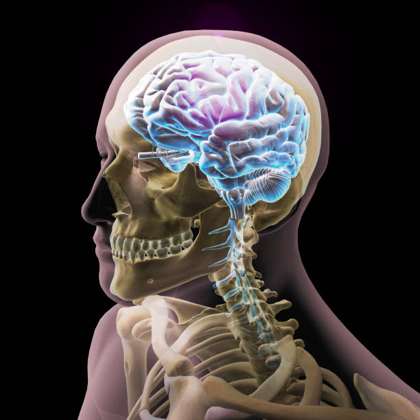 istock Male Head, Skull, and Brain on Black Background 1209570884