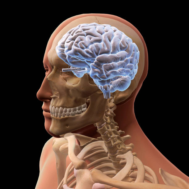 istock Male Head, Skull, and Brain on Black Background 1209570886