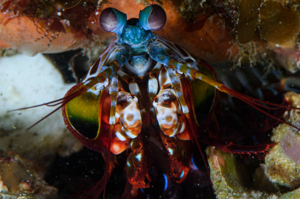 istock Colorful Fastest Puncher Peacock Mantis Shrimp Underwater Dwelling 1209570918