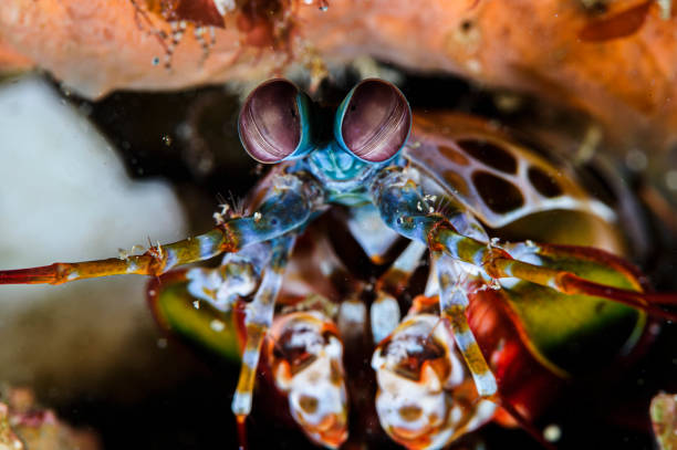 istock Colorful Fastest Puncher Peacock Mantis Shrimp Underwater Dwelling 1209570923