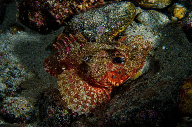 Bright Red Beautiful Scorpionfish Sitting on Rock Underwater in Toyama Bay, Japan