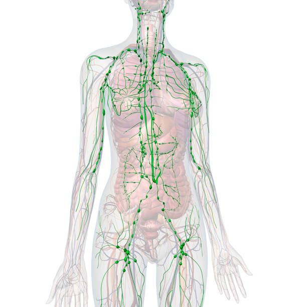 女性リンパ系内部解剖学 - lymphatic system ストックフォトと画像