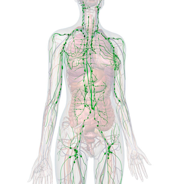 Female Lymphatic System Internal Anatomy CG image of the lymphatic system within a woman's neck, chest, abdomen and legs, front view, with other internal organs faded out against a white background. lymphatic system stock pictures, royalty-free photos & images