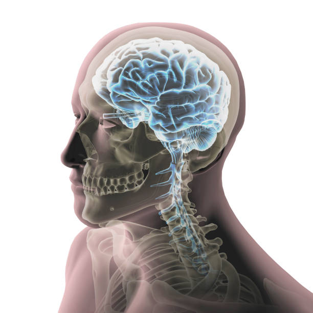 istock Male Head, Skull, and Brain on White Background 1209571037