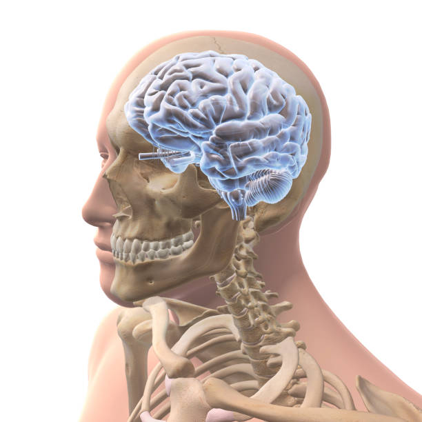 istock Male Head, Skull and Brain on White Background 1209571044