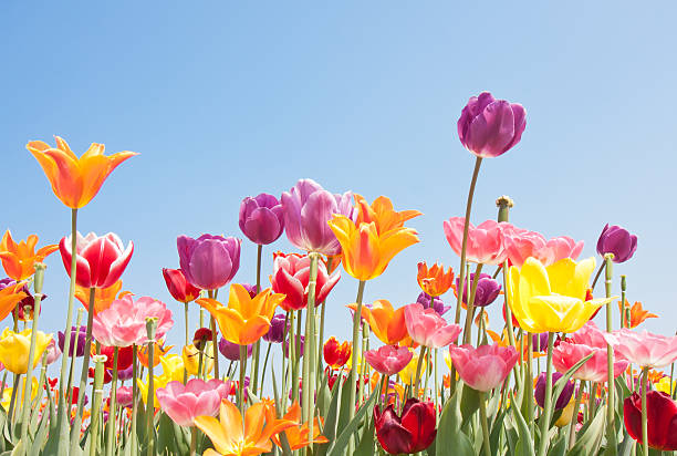 istock Beautiful coloured flowers with copyspace for text 120957127