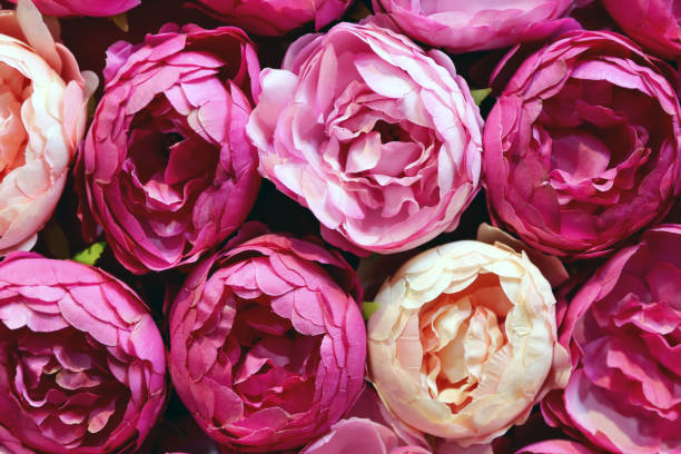 istock Big pink peony white beige colored roses made from paper 1209571895
