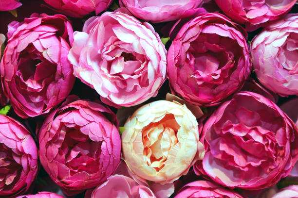 istock Big pink peony white beige colored roses made from paper 1209571896