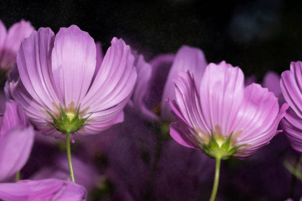 Close-up pink cosmos flower on black background stock photo