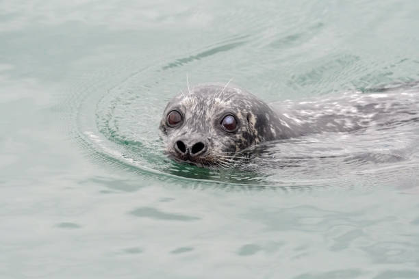 istock Pacific Harbor Seal in the water, Vancouver, BC, Canada 1209577755