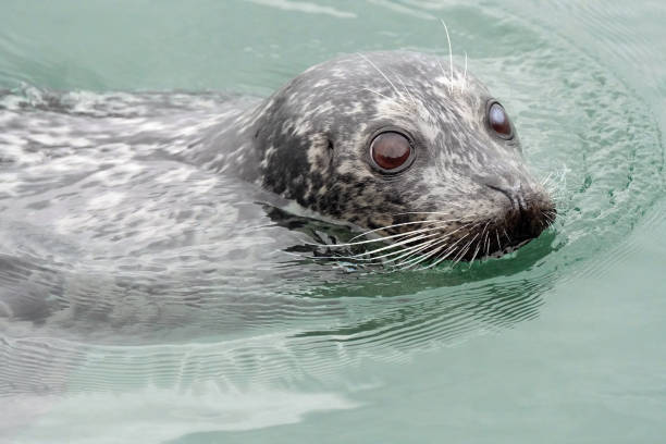 istock Pacific Harbor Seal in the water, Vancouver, BC, Canada 1209577773