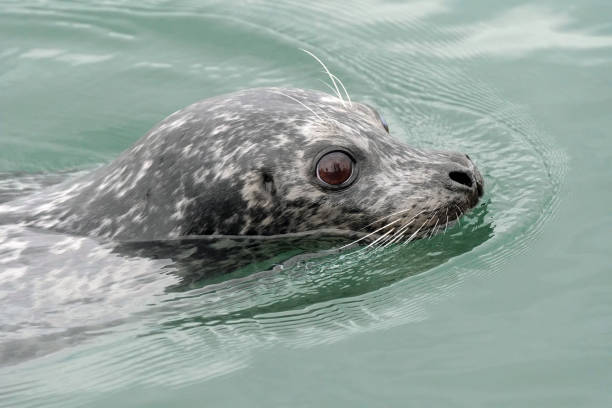 istock Pacific Harbor Seal in the water, Vancouver, BC, Canada 1209577776