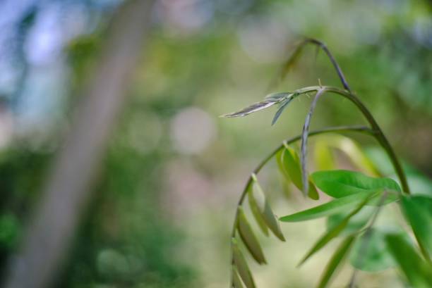 istock Young shoots of plants 1209579063